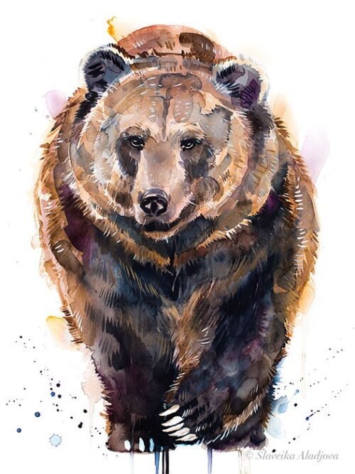 Brown bear