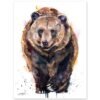 Brown bear