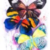 Colorful Butterfly