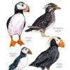 Puffins watercolor 1 Puffins