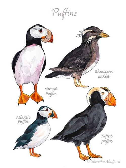 Puffins