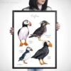 Puffins watercolor 5 Puffins