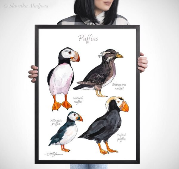 Puffins watercolor 5 Puffins