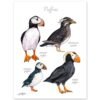 Puffins watercolor 7 Puffins