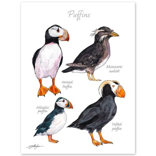 Puffins