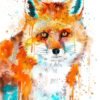 Red Fox