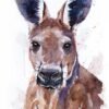 Red kangaroo