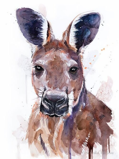 Red kangaroo