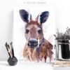 Red kangaroo
