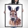 Red kangaroo