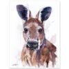 Red kangaroo
