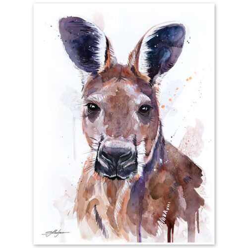 Red kangaroo