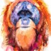 Tapanuli orangutan