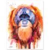 Tapanuli orangutan
