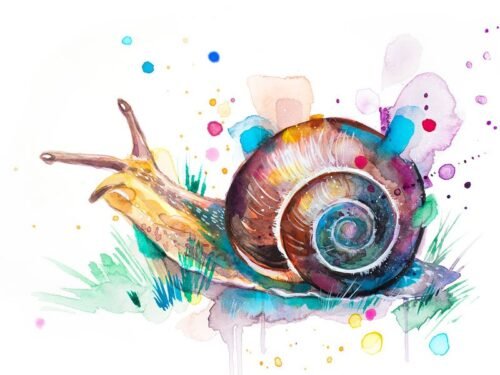 Snail