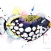 Clown Triggerfish Clown Triggerfish