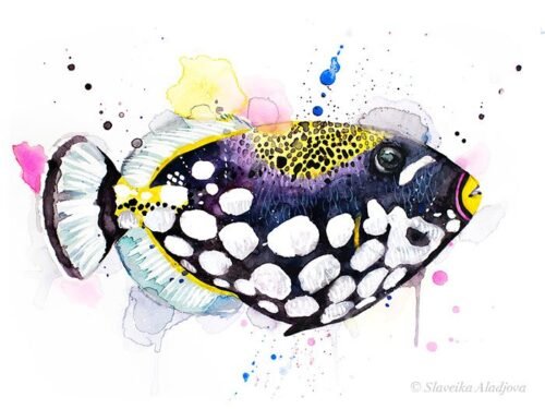 Clown Triggerfish