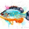 Orangespotted sunfish