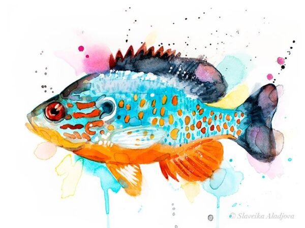 Orangespotted sunfish