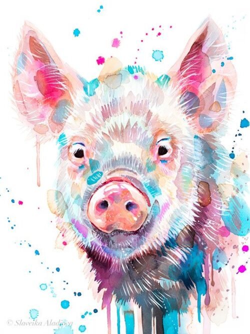 Pig