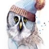 Funny Great Grey Owl With Hat