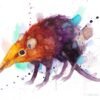 Golden-rumped elephant shrew Golden-rumped elephant shrew