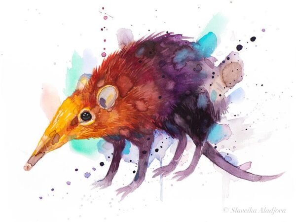 Golden-rumped elephant shrew Golden-rumped elephant shrew