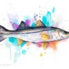 Common snook fish