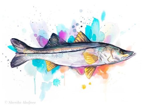 Common snook fish