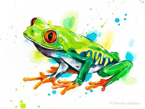 Red-eyed tree frog