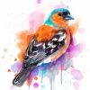 Common Chaffinch