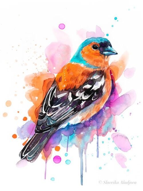 Common Chaffinch