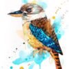 Kookaburra