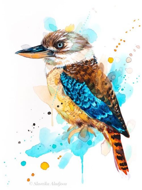 Kookaburra