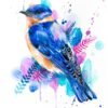 Bluebird