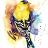 American Goldfinch
