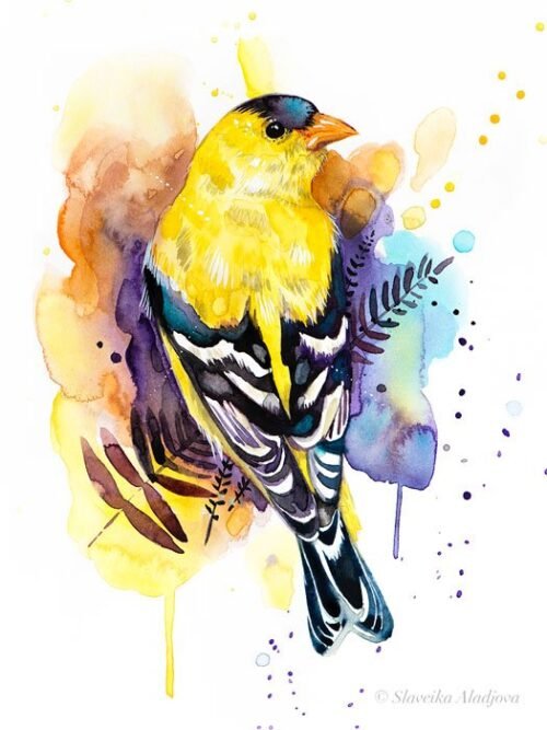 American Goldfinch