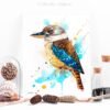 Kookaburra