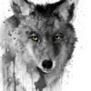 Black and white Coyote