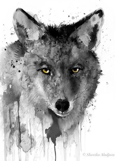 Black and white Coyote