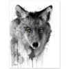 Black and white Coyote