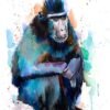Celebes crested macaque monkey