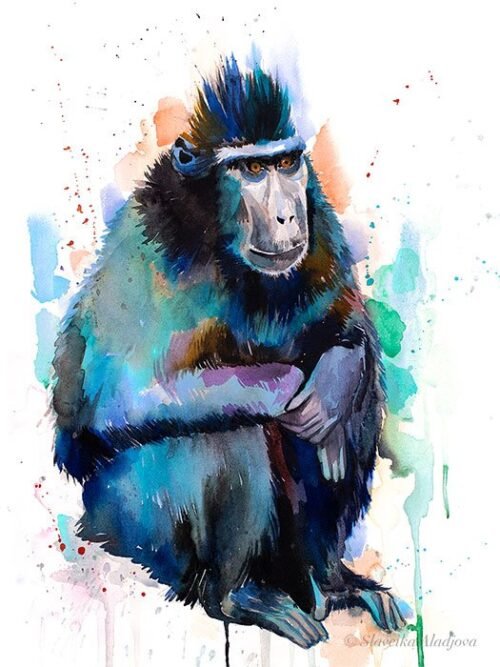 Celebes crested macaque monkey