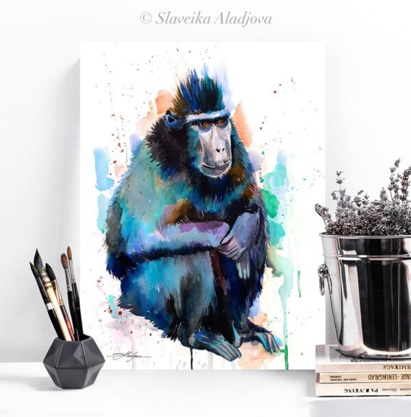 Celebes crested macaque monkey