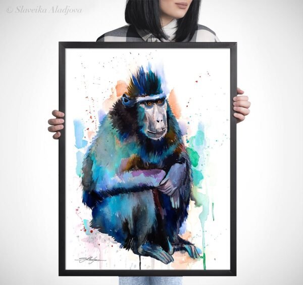Celebes crested macaque monkey