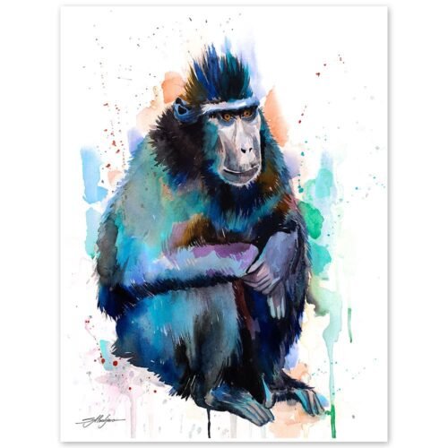 Celebes crested macaque monkey