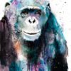 Chimp Chimpanzee