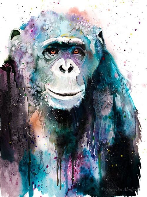 Chimp Chimpanzee
