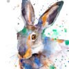Colorful Jackrabbit