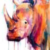 Colorful Rhino